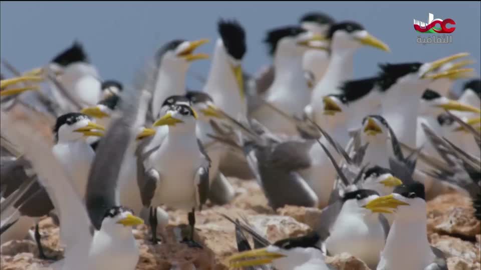 البرنامج الثقافي - غرائب البحار - الحلقة 3