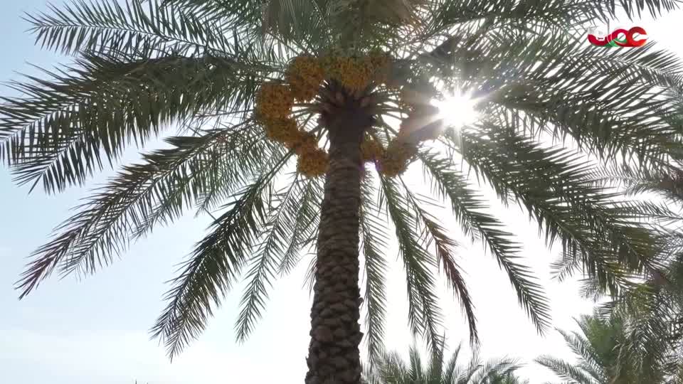 اذان المغرب