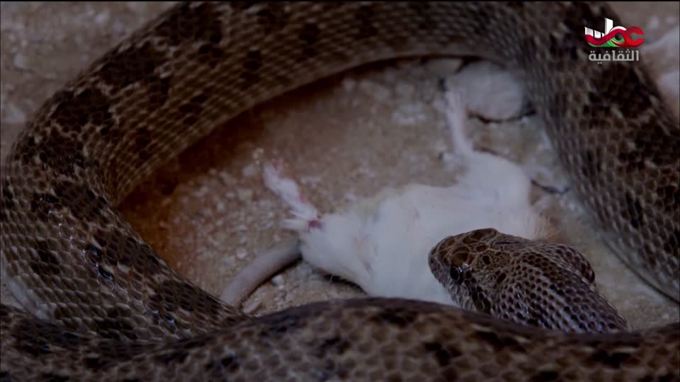 البرنامج الثقافي - غرائب الصحاري - الحلقة 2