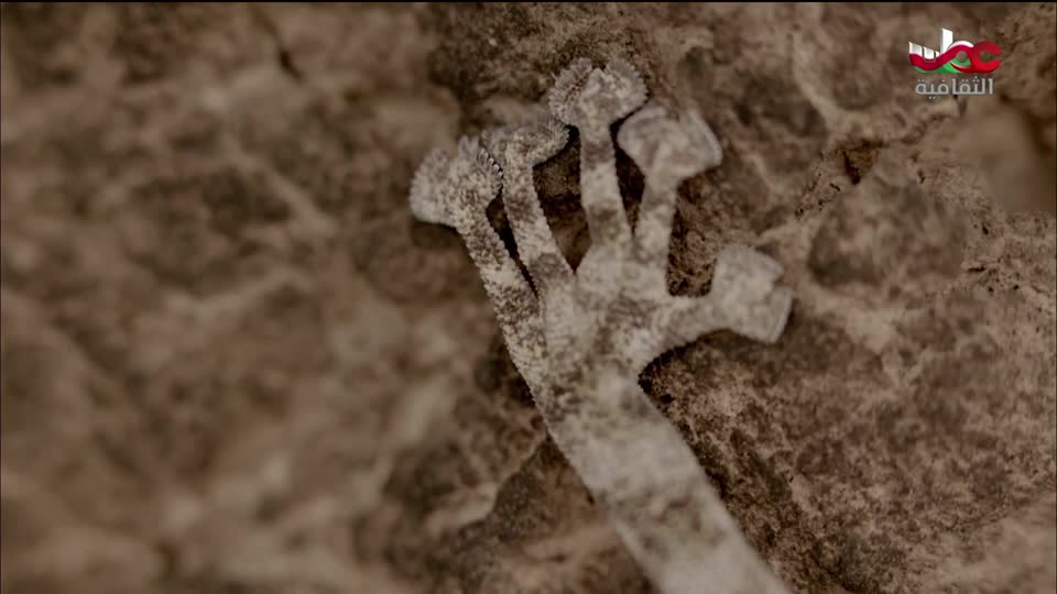 البرنامج الثقافي - أبجديات ثقافية - الحلقة 10