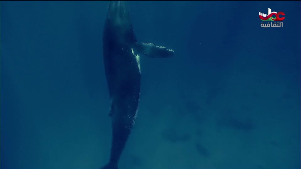 الفيلم الوثائقي - الحوت الأحدب