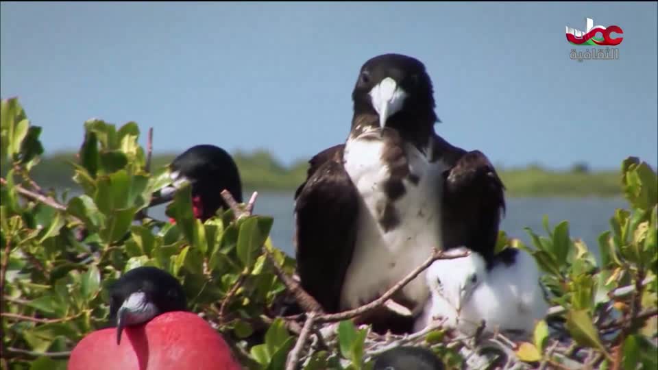 برنامج - شعراء معاصرون - الحلقة 22