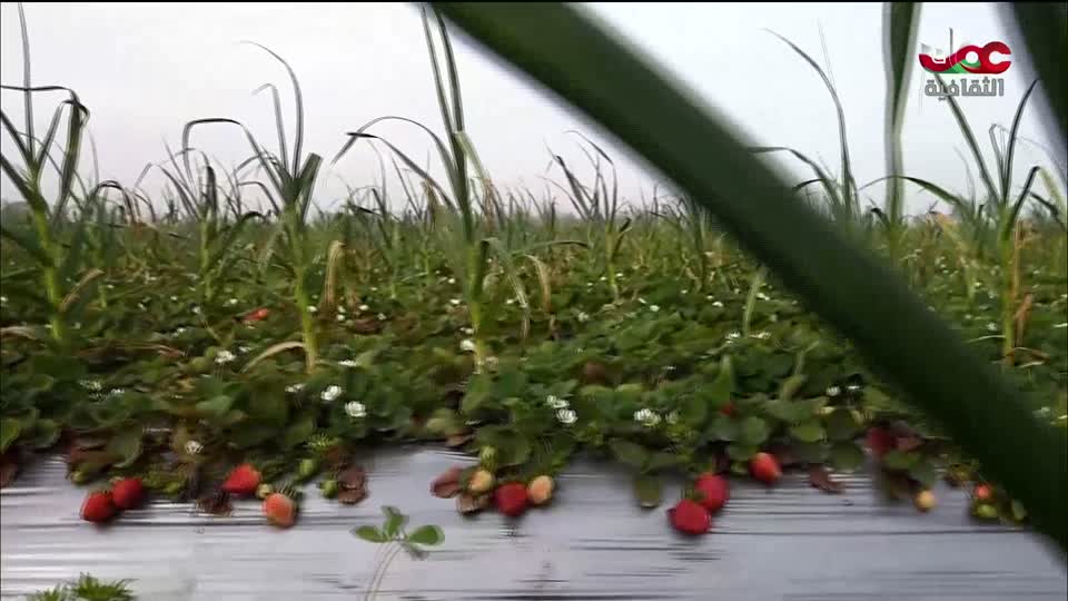 البرنامج الوثائقي - الأمن الغذائي - الحلقة 13