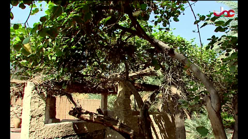 المسلسل المحلي _ الفاغور - الحلقة 12