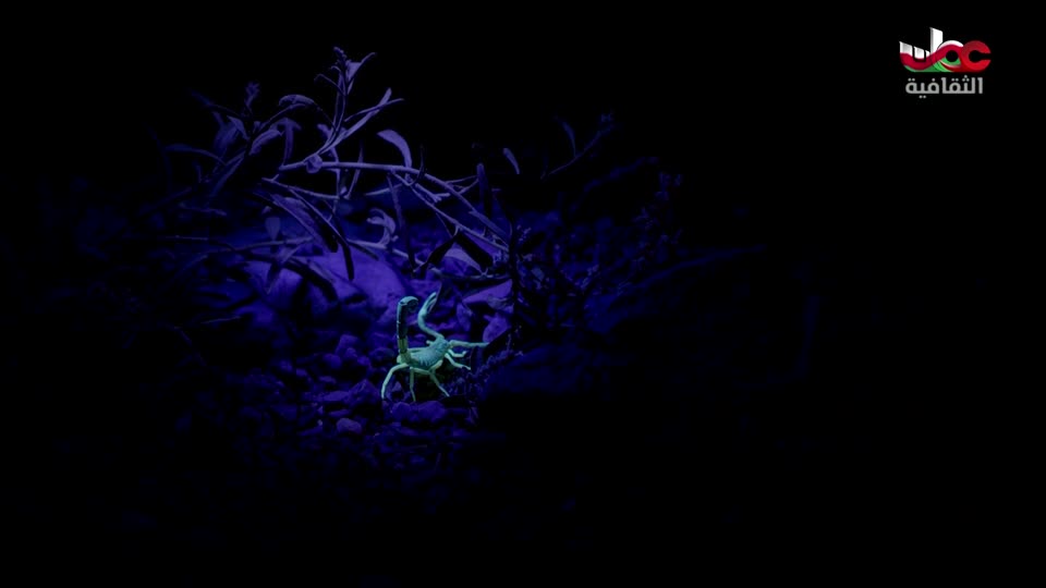 برنامج - الرحالة - الحلقة 4