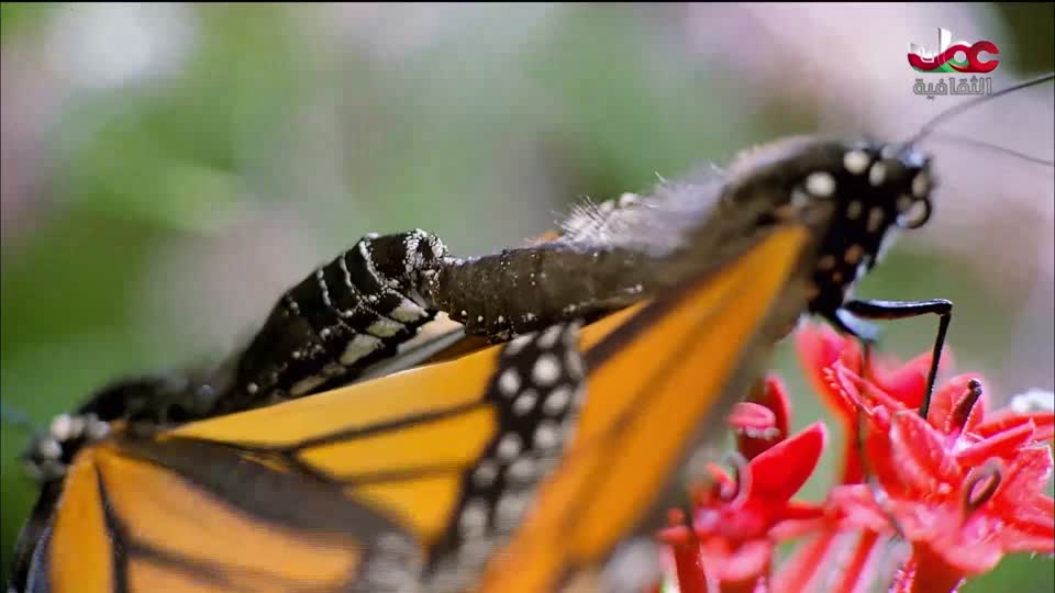 البرنامج الوثائقي - الأمن الغذائي - الحلقة 15