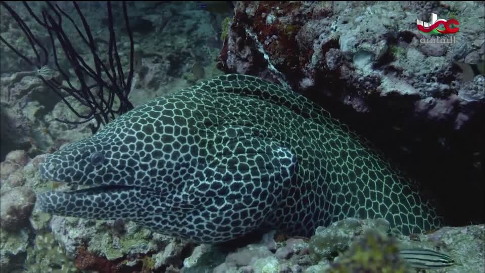 البرنامج الثقافي - أبجديات ثقافية - الحلقة 13