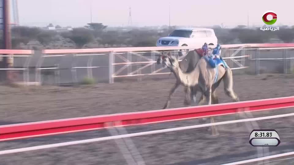 اليوم الرابع - السباق الختامي لكأس جلالة السلطان للهجن - الفليج 2025