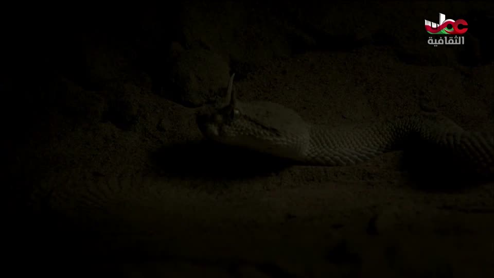 البرنامج الثقافي - أبجديات ثقافية - الحلقة 17