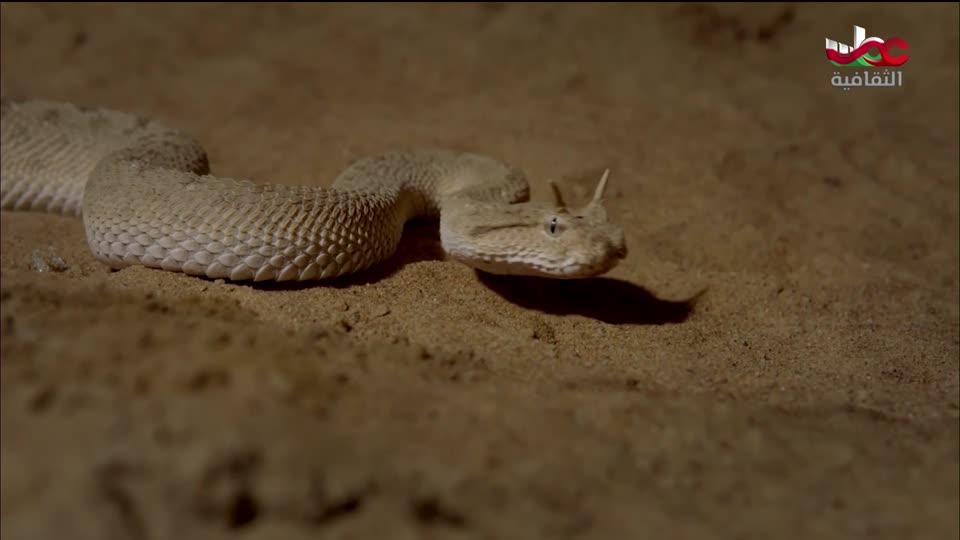 البرنامج الثقافي - غرائب الصحاري - الحلقة 3