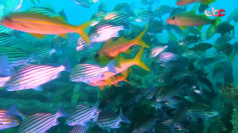 HUDSON AND REX - المسلسل الاجنبي - الحلقة 8