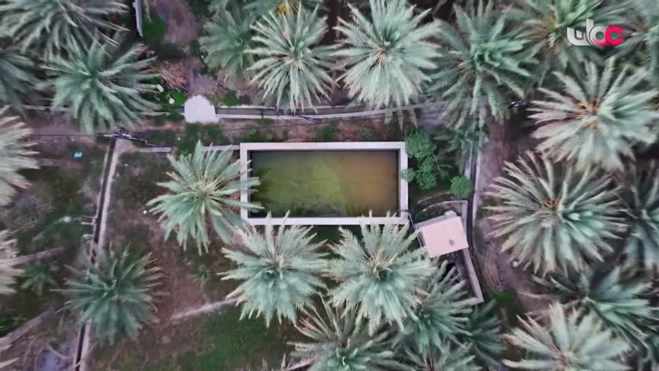 أخبار الواحدة