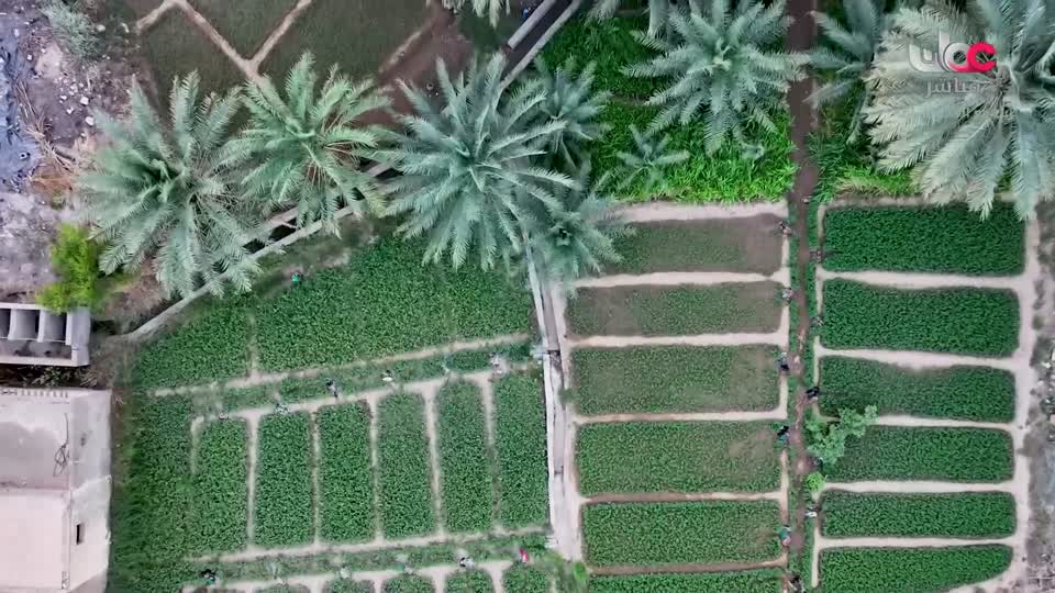 أخبار الواحدة