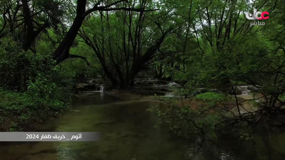 برنامج/أفنان