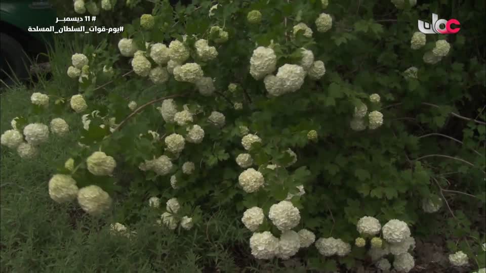 برنامج/أحضان الرفاهية