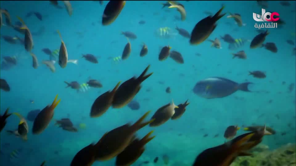 البرنامج الثقافي - غرائب البحار - الحلقة 1