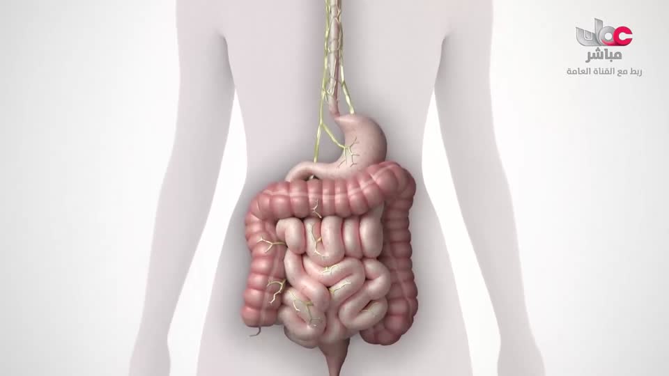 برنامج - اسرار الجسد - الحلقة 13