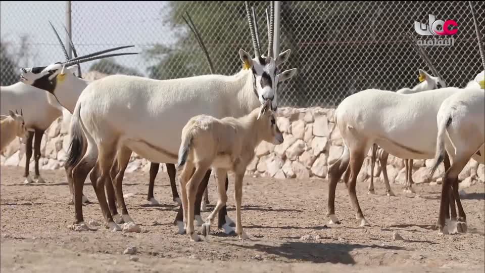 برنامج - كنوز الصحراء - الحلقة 17