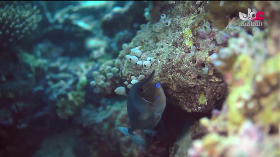 البرنامج الثقافي - العالم لك - الحلقة 43