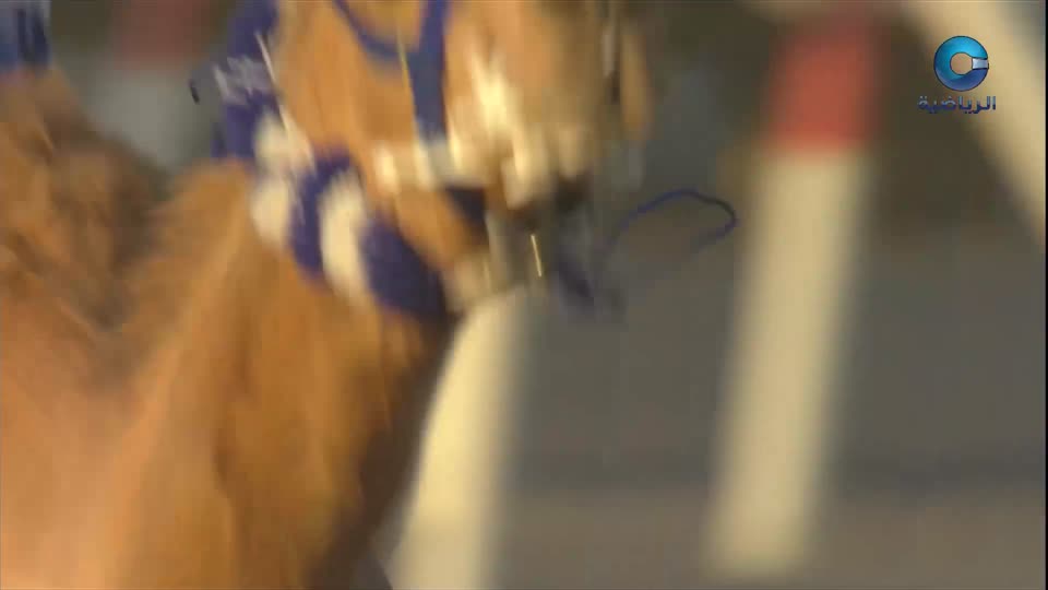 اليوم الأول ج1 - السباق السنوي للإتحاد العماني للهجن - صحار 2025