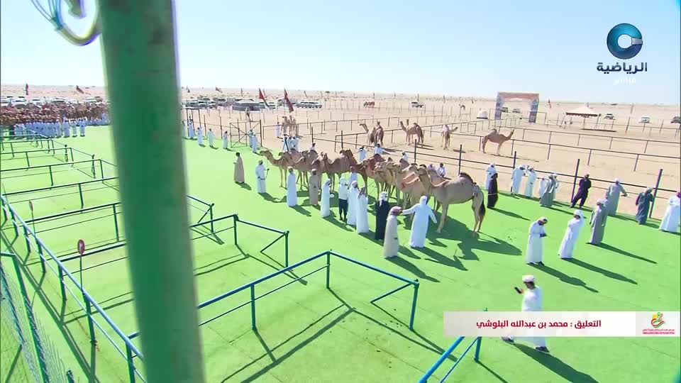 سباقات الهجن حمراء الدروع