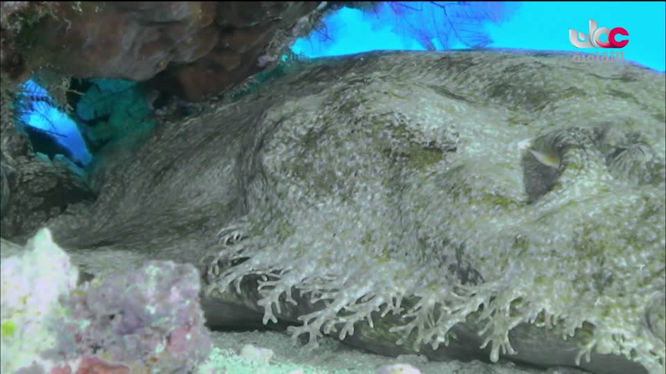 البرنامج الثقافي - كنور غارقة