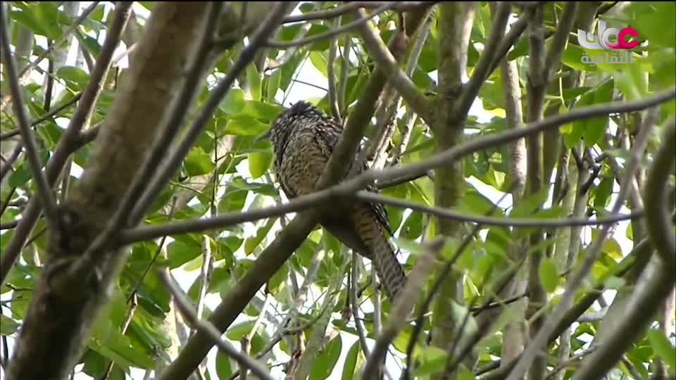 البرنامج الثقافي - عالم المعرفة - الحلقة 6