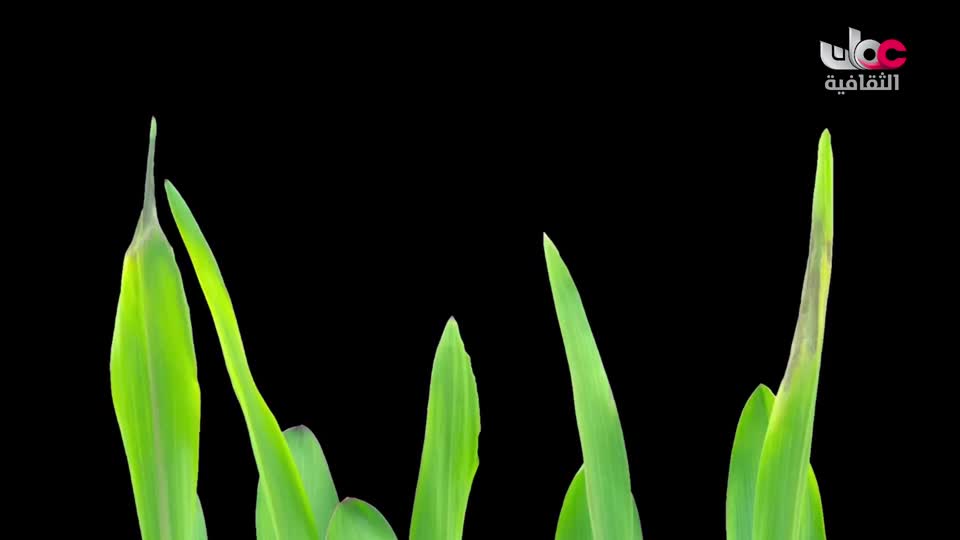 البرنامج الثقافي - عالم الأشجار