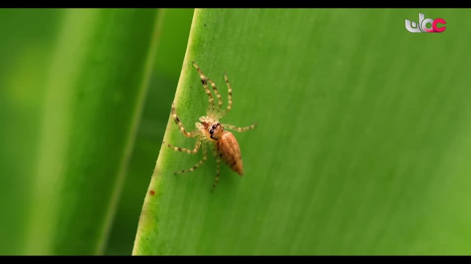 أذان المغرب