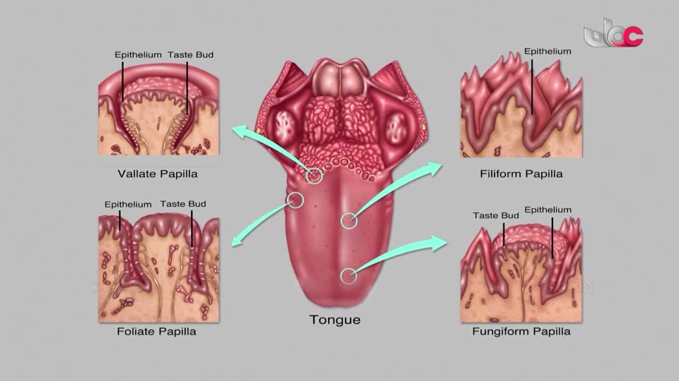 برنامج - اسرار الجسد - الحلقة 14