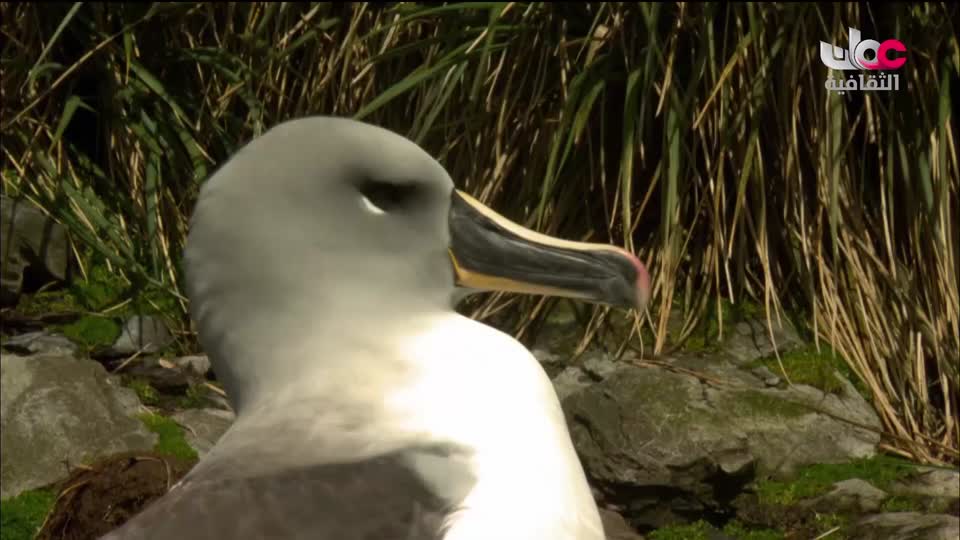 برنامج - غذاء وشعوب - الحلقة 19