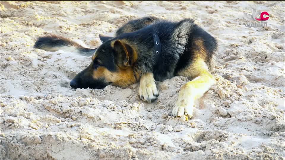 البرنامج الثقافي أرض ونار - تطور فن الطبخ - الحلقة 15