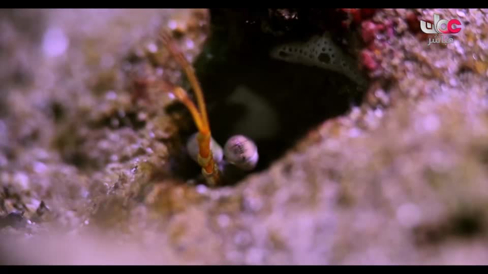 برنامج - تقنيات حيوانية - الحلقة 5