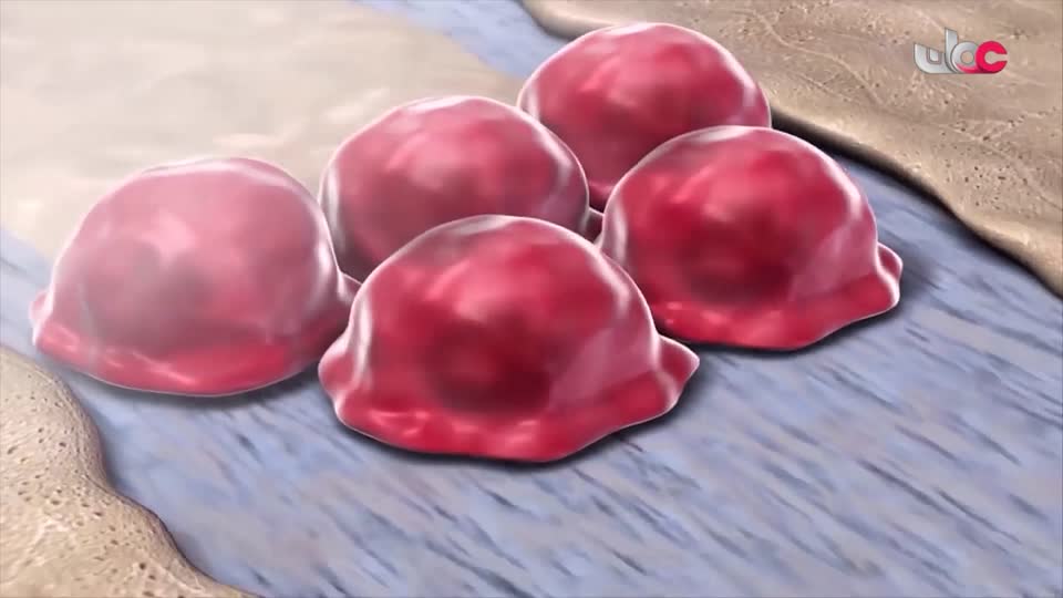 برنامج - اسرار الجسد - الحلقة 15