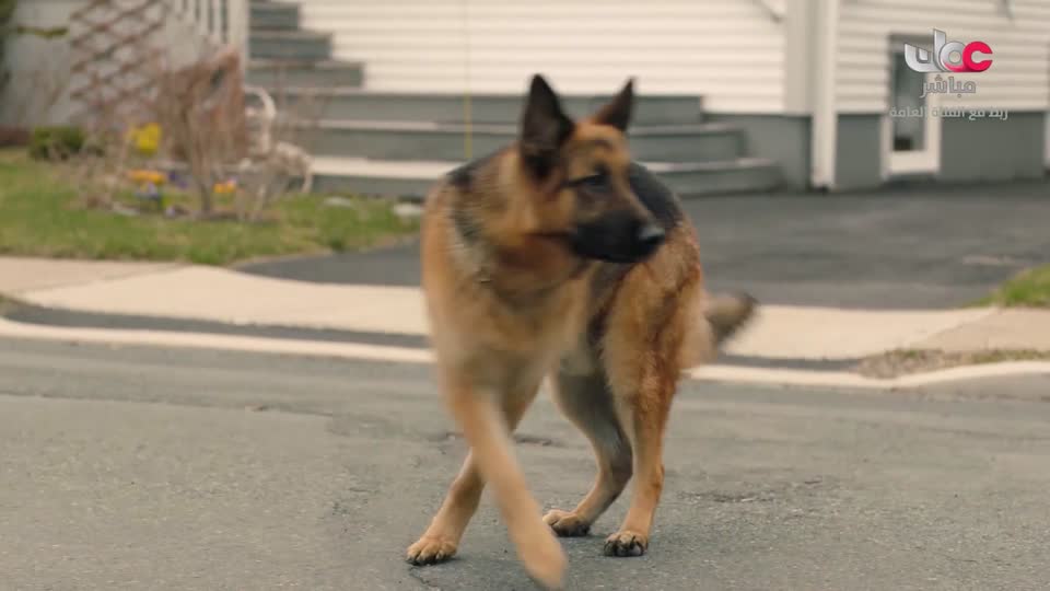 القران الكريم