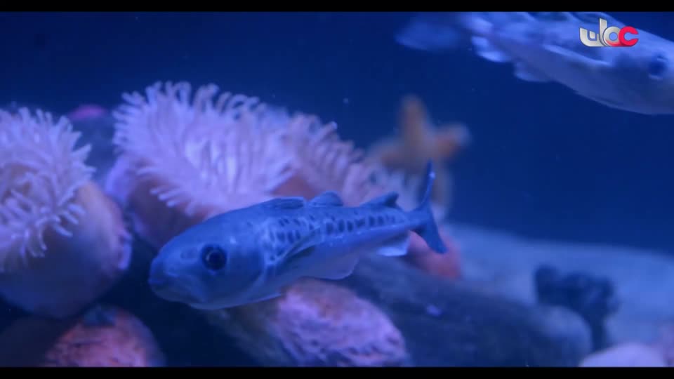 برنامج - تقنيات حيوانية - الحلقة 5