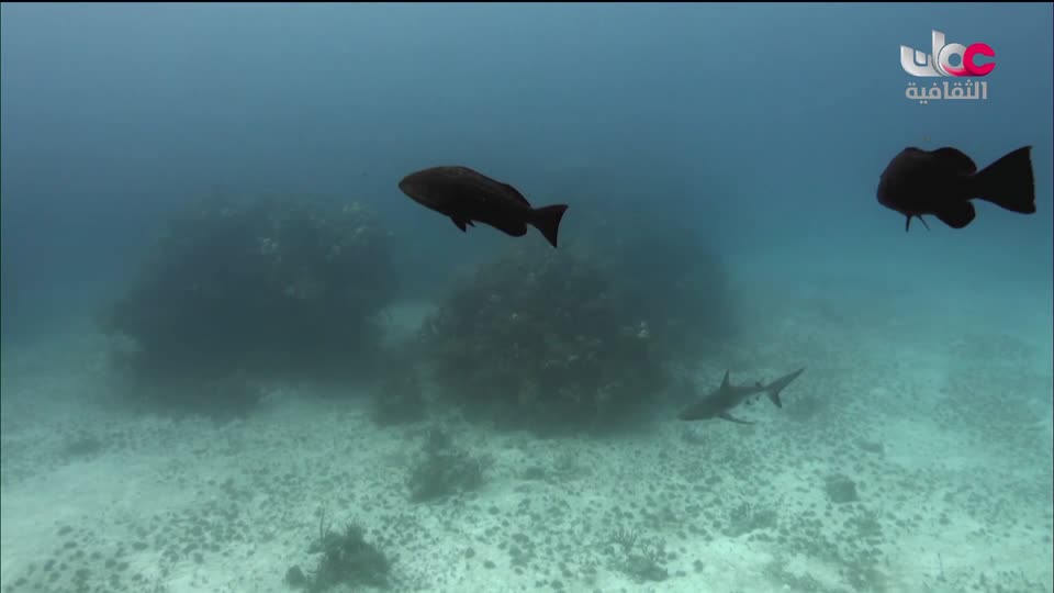 برنامج ثقافي - صنعة - الحلقة 2