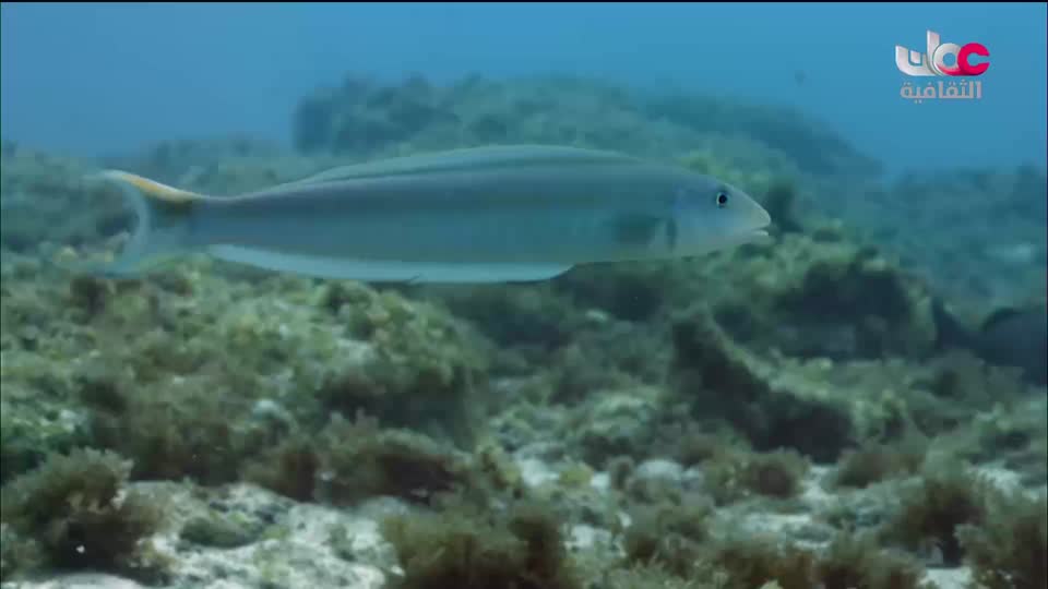 البرنامج الثقافي - الفضاء الشاسع - الحلقة 15