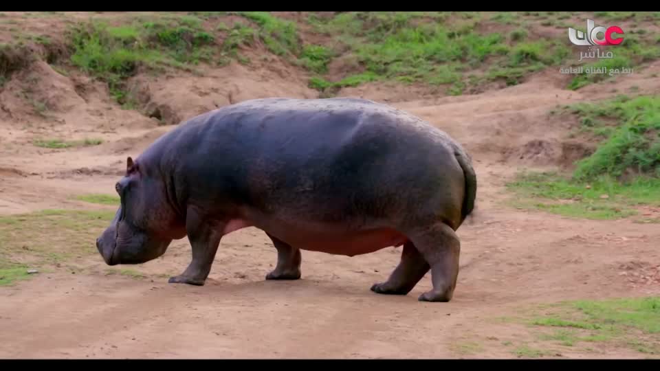 برنامج - تقنيات حيوانية - الحلقة 6