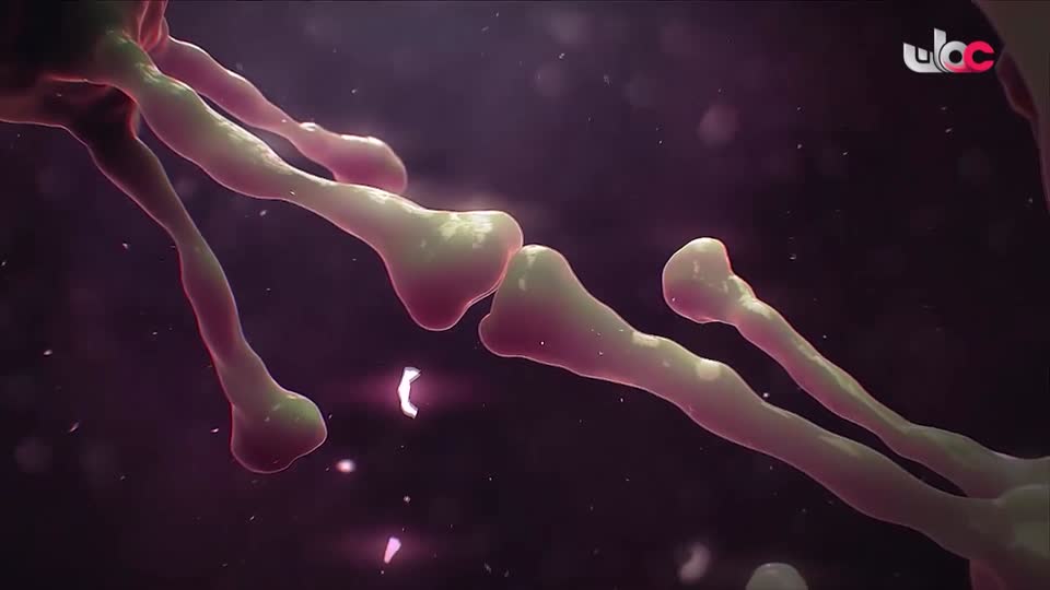 برنامج - اسرار الجسد - الحلقة 17