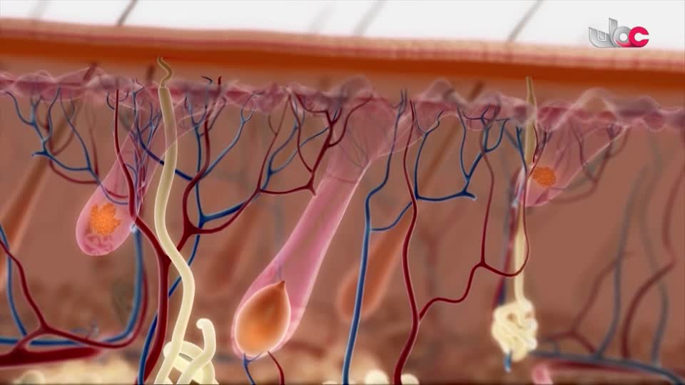 برنامج - اسرار الجسد - الحلقة 18