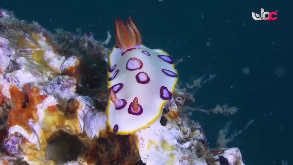 HUDSON AND REX - المسلسل الاجنبي - الحلقة 21