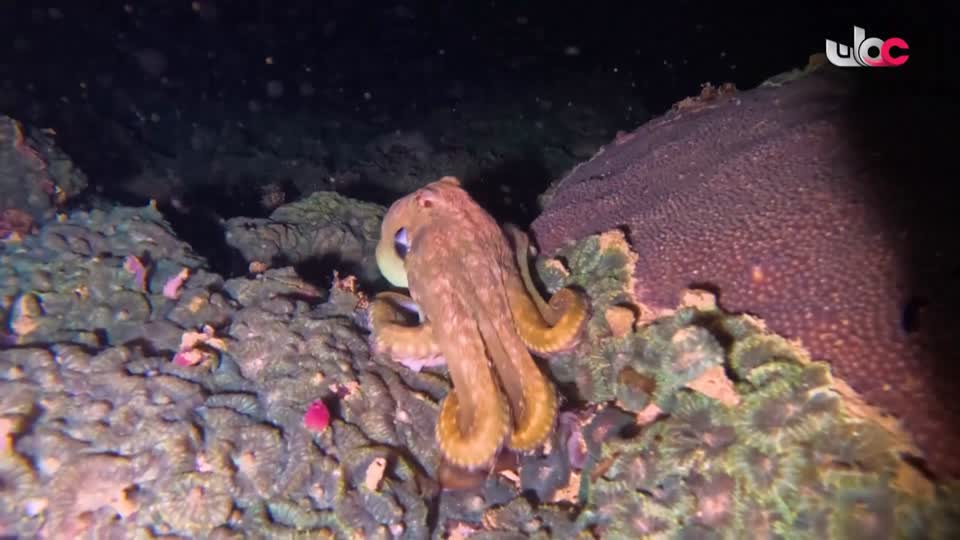 برنامج/سحر الاعماق