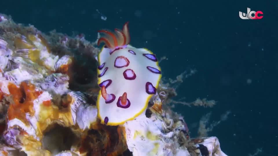 سحر الأعماق - الجمعة 19 ديسمبر 2025م