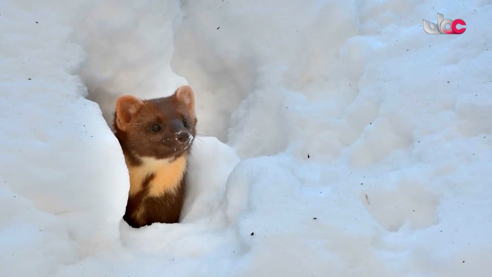 برنامج - تقنيات حيوانية - الحلقة 10