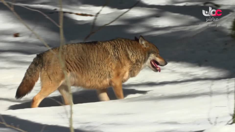 برنامج - تقنيات حيوانية - الحلقة 10