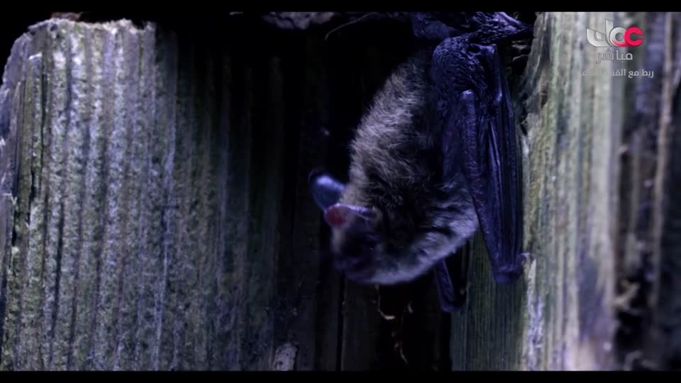 أذان المغرب