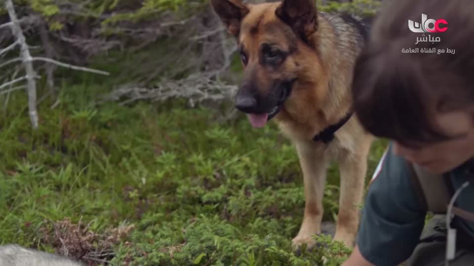 القران الكريم