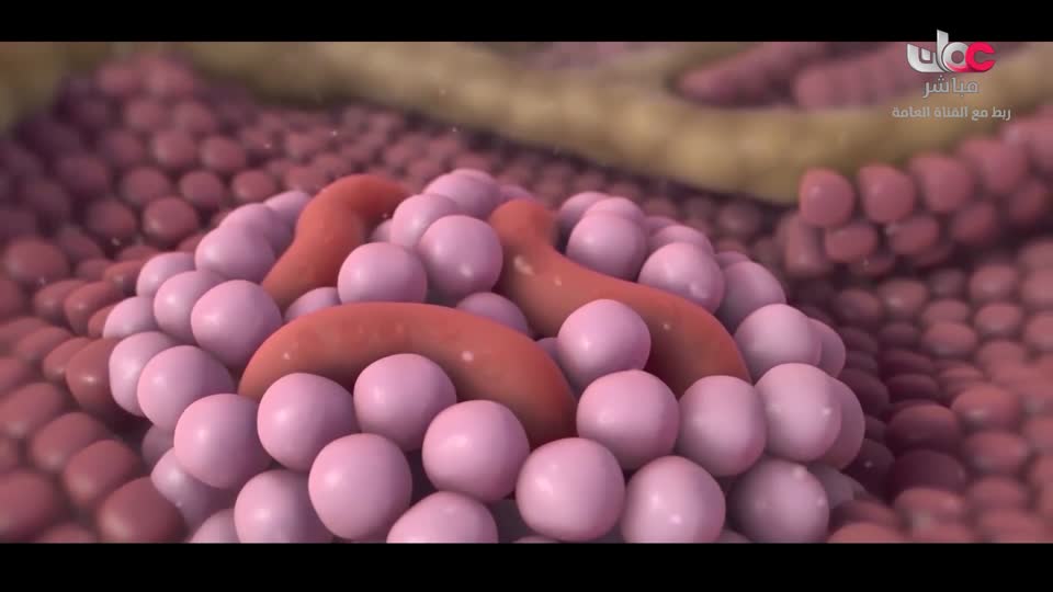 برنامج - اسرار الجسد - الحلقة 21