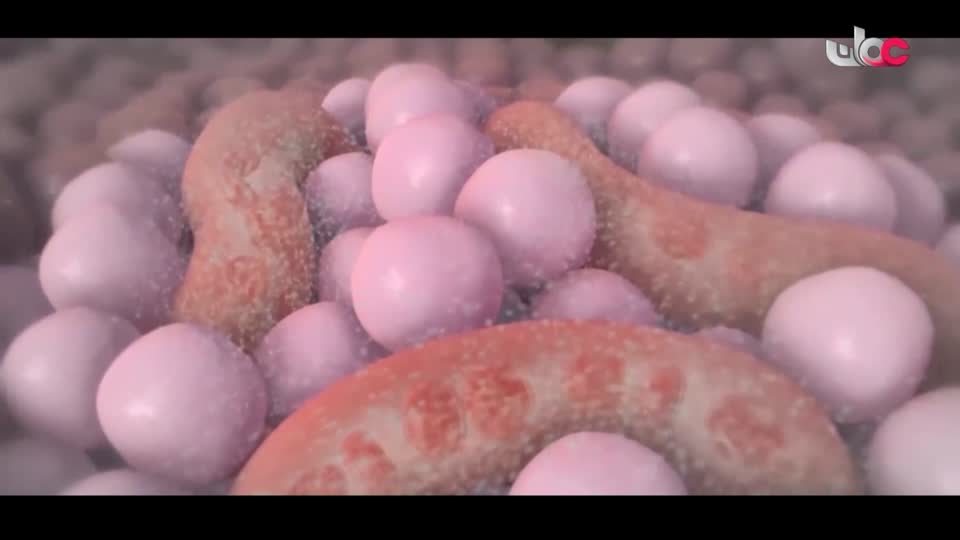 برنامج - اسرار الجسد - الحلقة 21